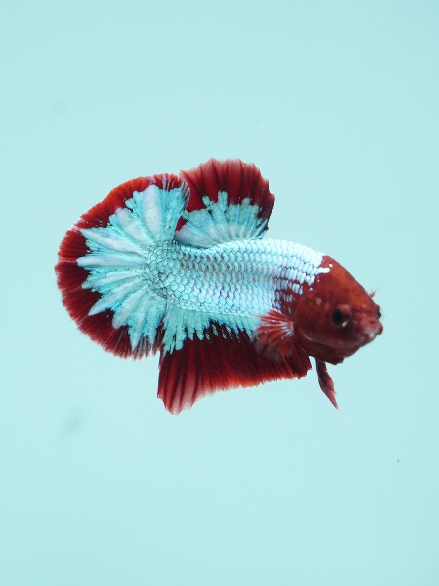 Betta fish red white