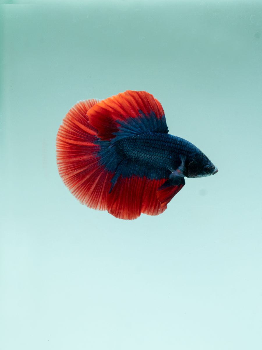 Betta fish red blue