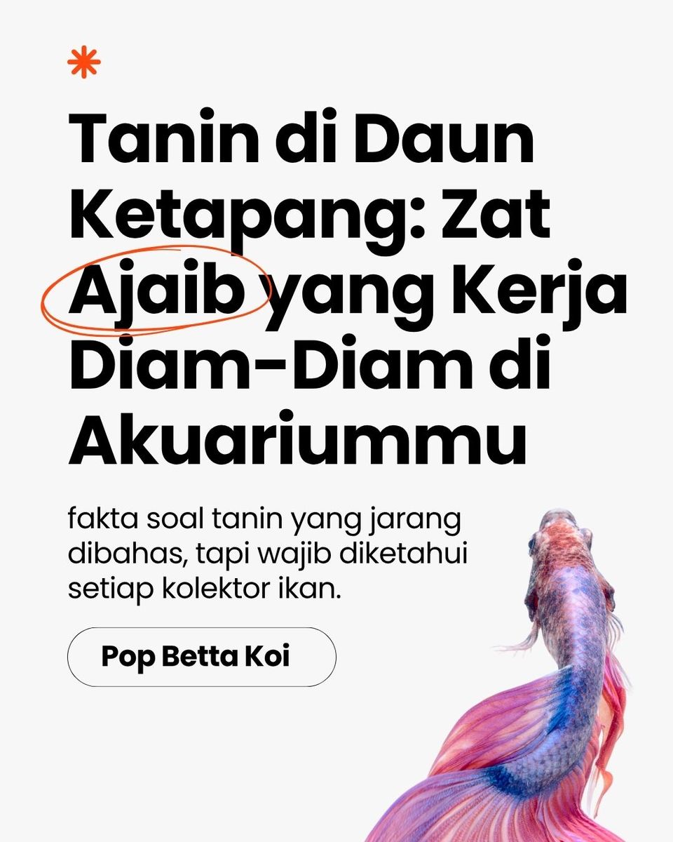 Pop Betta cover