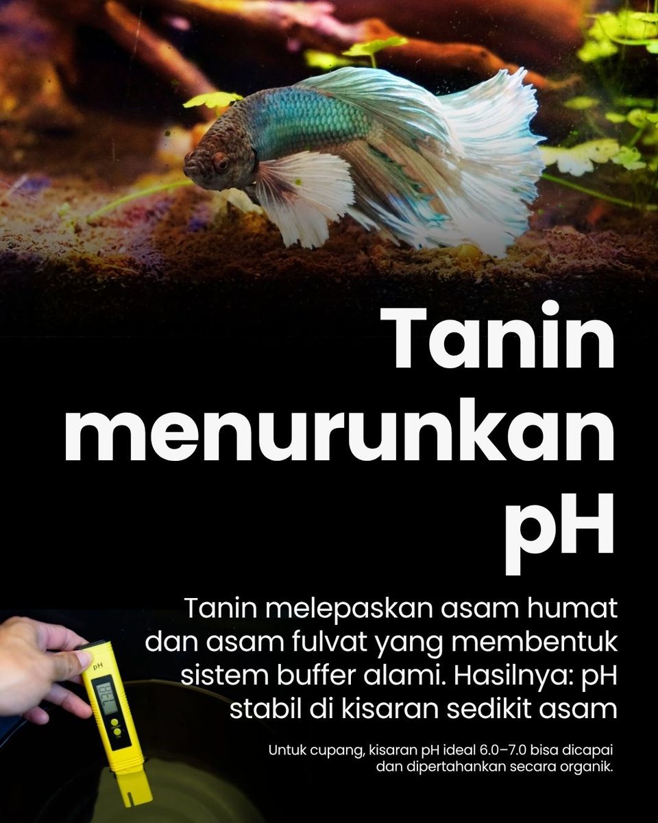 Pop Betta pH